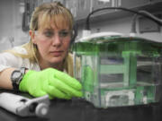 Woodland High School science teacher Jennifer Cullison performs vertical gel electrophoresis on protein samples. One of her students, Virn Warndahl, took the photo and placed fifth nationally in the medical photography category for the Health Occupations Students of America. Cullison was nationally recognized last month as a Claes Nobel Teacher of the Year.