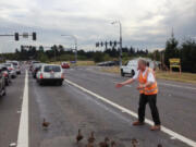 A man, whose name was not available, helps a flock of ducks cross Northeast Andresen Road, near Padden Parkway.