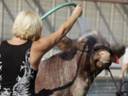 Kim Rusher of Wilsonville, Ore., washes 4R Brittany, reserve champion shorthorn cow, at the Clark County Fair on Sunday.