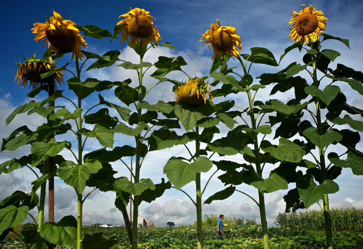 Marine veteran Dee Rogers walks between rows of squash and sunflowers as she harvests vegetables at the Heritage Farm.