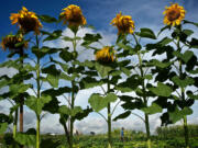 Marine veteran Dee Rogers walks between rows of squash and sunflowers as she harvests vegetables at the Heritage Farm.