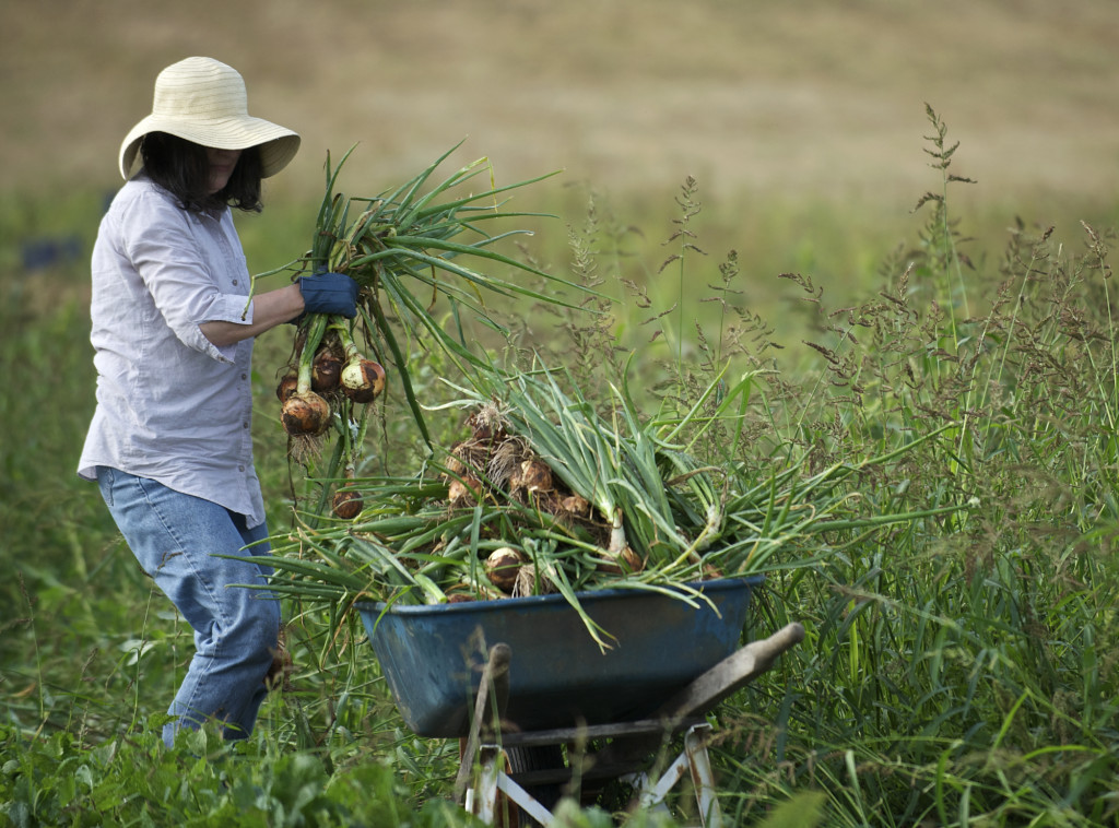 Virginia David, a volunteer from The Church of Jesus Christ of Latter-day Saints, harvests onions at the Heritage Farm. The onions will go to the Clark County Food Bank.