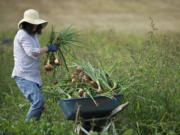 Virginia David, a volunteer from The Church of Jesus Christ of Latter-day Saints, harvests onions at the Heritage Farm. The onions will go to the Clark County Food Bank.