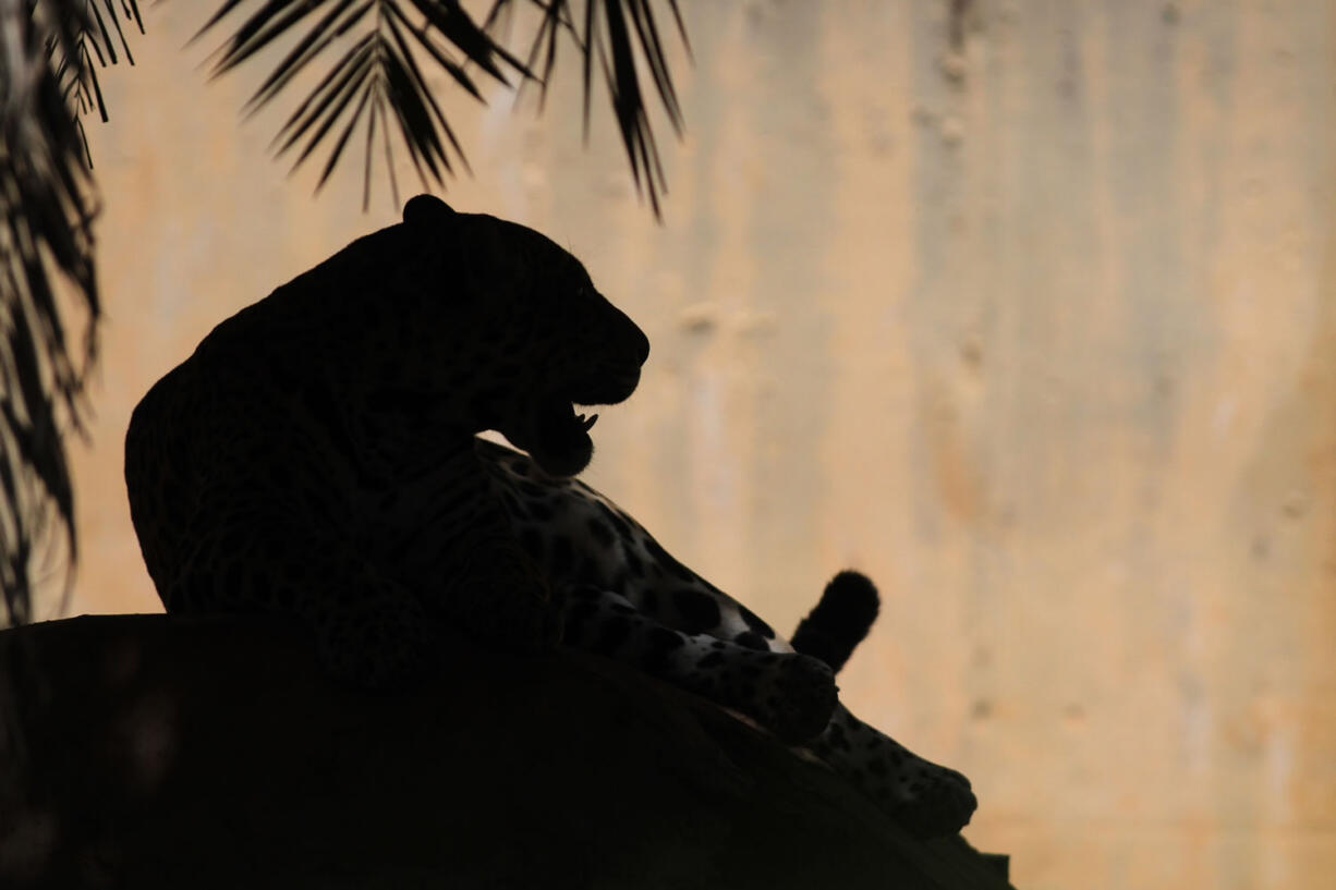 In this Nov. 13, 2012 photo, an onca pintada jaguar sits in the Jardim Zoo in Brasilia, Brazil. The scientists at Brazil's Embrapa agriculture research agency said this week they have spent two years building a gene library with hundreds of samples from eight native species, including the collared anteater, the bush dog, the black lion tamarin, the coati, and deer and bison varieties, as well as the onca pintada jaguar and the maned wolf, according to team leader Carlos Frederico Martins.