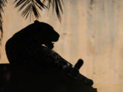 In this Nov. 13, 2012 photo, an onca pintada jaguar sits in the Jardim Zoo in Brasilia, Brazil. The scientists at Brazil's Embrapa agriculture research agency said this week they have spent two years building a gene library with hundreds of samples from eight native species, including the collared anteater, the bush dog, the black lion tamarin, the coati, and deer and bison varieties, as well as the onca pintada jaguar and the maned wolf, according to team leader Carlos Frederico Martins.