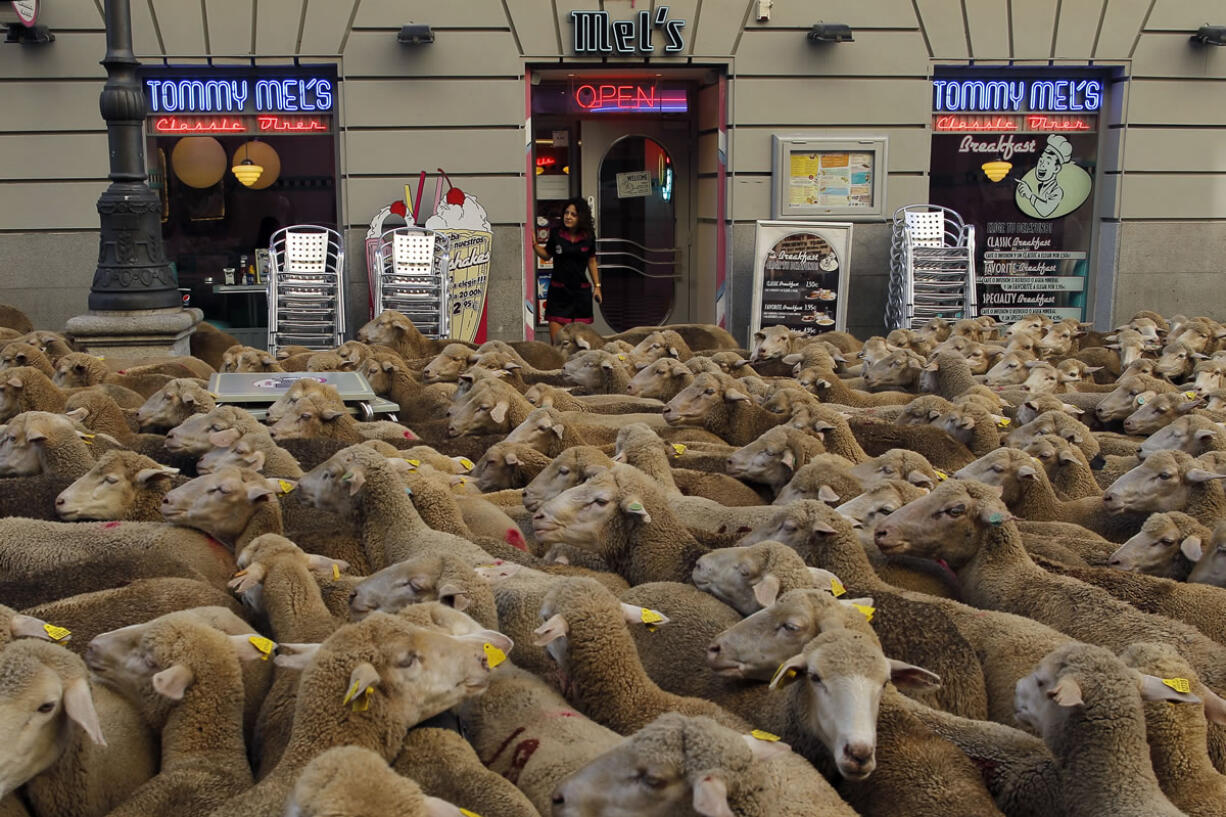 Spanish shepherds led flocks of sheep Sunday through the streets of downtown Madrid in defense of grazing, migration and droving rights threatened by urban sprawl.