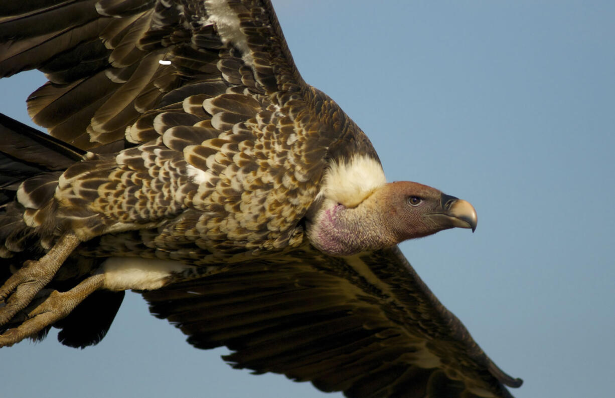 A Rueppell&#039;s vulture takes flight Aug. 25, 2013. Already perceived as ugly and saddled with being a symbol of death and decay in many cultures, their numbers are dropping because of poaching, poisonings and collisions with electricity pylons and wind turbines. Four of Africa&#039;s 11 vulture species were listed as critically endangered this year on an international &quot;red list&quot; of species under threat.