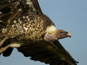 A Rueppell&#039;s vulture takes flight Aug. 25, 2013. Already perceived as ugly and saddled with being a symbol of death and decay in many cultures, their numbers are dropping because of poaching, poisonings and collisions with electricity pylons and wind turbines. Four of Africa&#039;s 11 vulture species were listed as critically endangered this year on an international &quot;red list&quot; of species under threat.