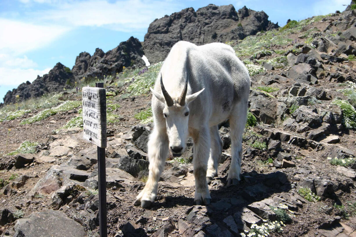 One of some 300 mountain goats in Olympic National Park faces a photographer in July 2008 on the Switchback Trail in the Klahhane-Hurricane Ridge-Switchback Trail area near Port Angeles.