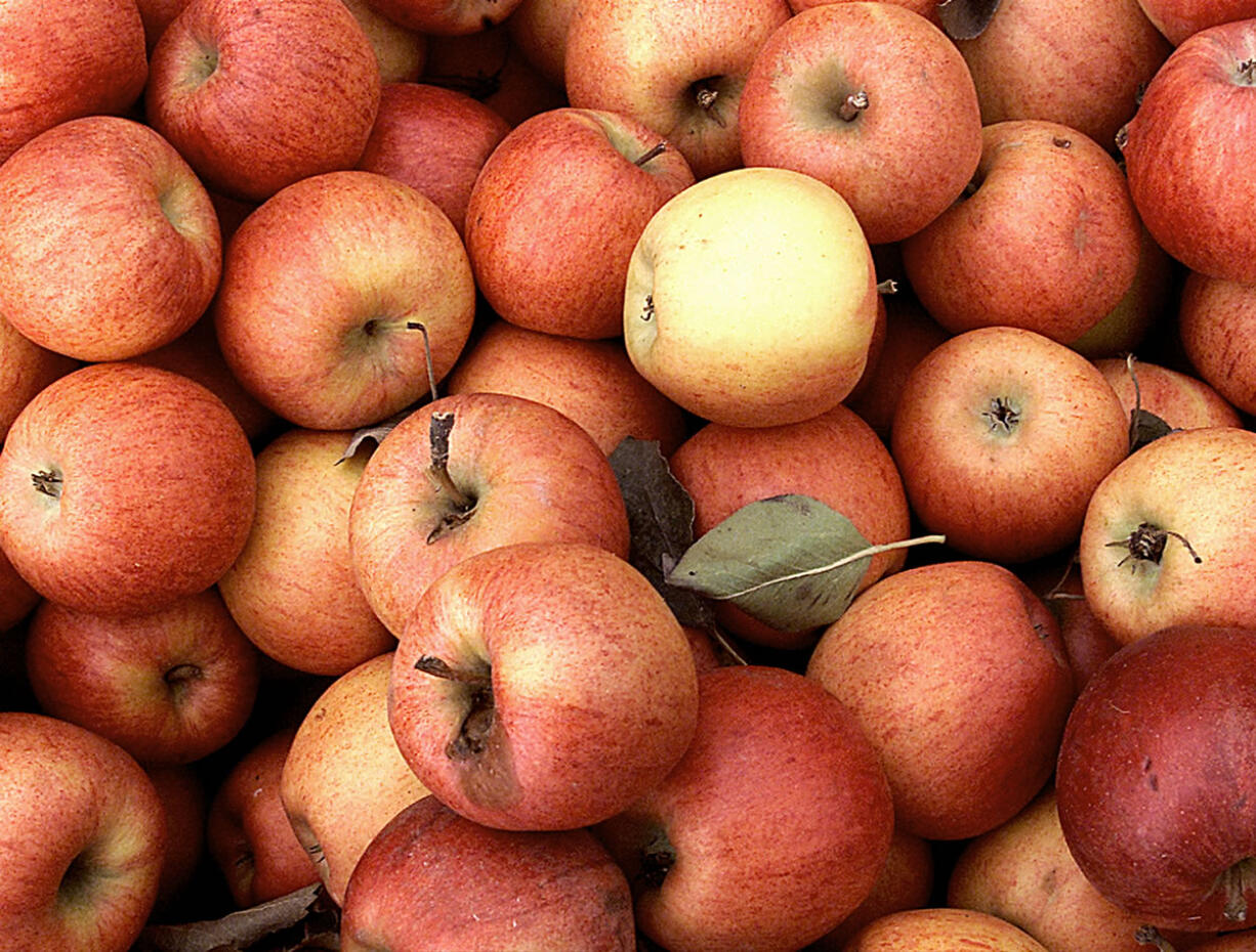 Visitors can sample more than 200 different apple varieties at the seventh-annual Apple Festival today at Heritage Farm in Vancouver.