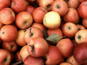 Visitors can sample more than 200 different apple varieties at the seventh-annual Apple Festival today at Heritage Farm in Vancouver.