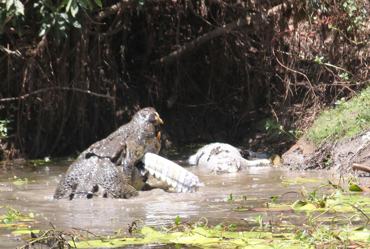 A large crocodile begins to eat a smaller crocodile Oct. 26 after a brief battle with the smaller reptile at Catfish Waterhole in the Rinyirru National Park in Australia&#039;s Queensland state. Tourist Sandra Bell was poised to photograph a sedate scene of two crocodiles sunning themselves at the edge of an Australian waterhole when the picture unexpectedly exploded into violence.