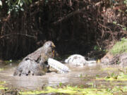 A large crocodile begins to eat a smaller crocodile Oct. 26 after a brief battle with the smaller reptile at Catfish Waterhole in the Rinyirru National Park in Australia&#039;s Queensland state. Tourist Sandra Bell was poised to photograph a sedate scene of two crocodiles sunning themselves at the edge of an Australian waterhole when the picture unexpectedly exploded into violence.