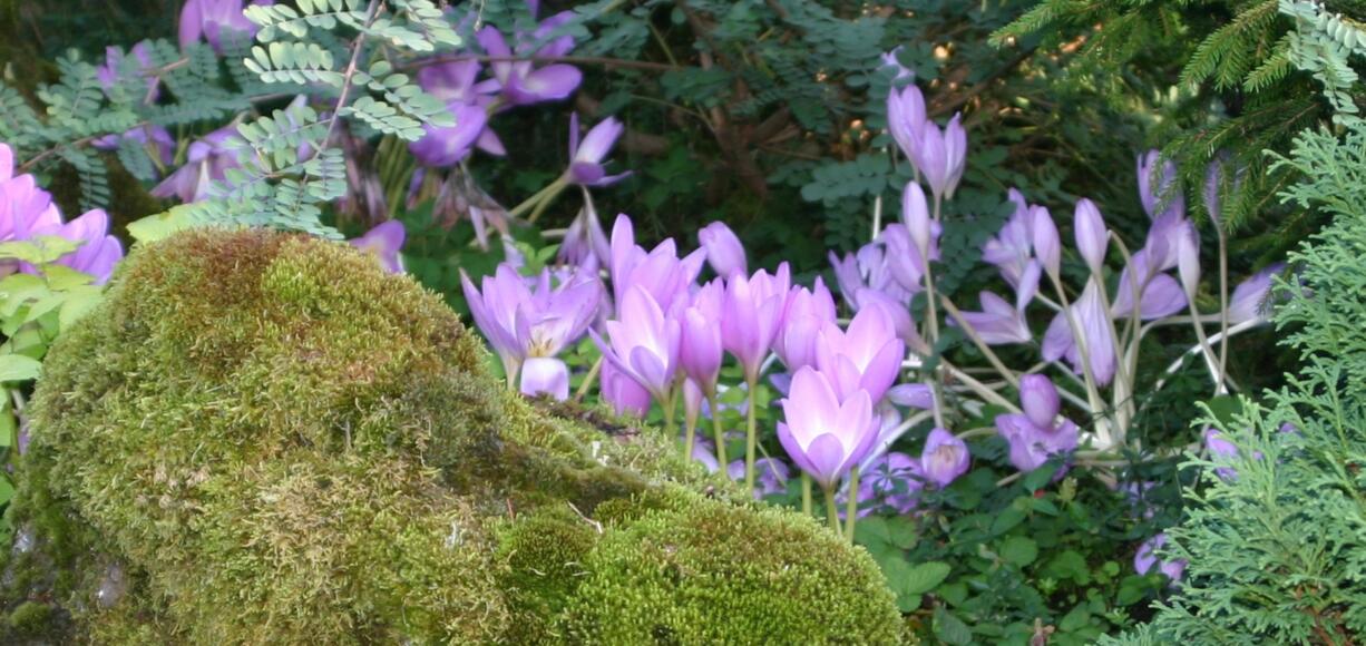 Drop into your favorite local nursery and pick up a selection of the crocus-like, autumn-blooming colchicums.