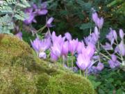 Drop into your favorite local nursery and pick up a selection of the crocus-like, autumn-blooming colchicums.