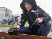Rainier High School student Skyla Ade plants some red cabbage in the school&#039;s raised garden beds in the rain in Rainier. Ade, 15, and several students are part of Discovery Club, an after-school group focused on gardening and healthy eating.