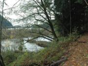 The Cougar-to-Beaver Bay trail along Yale Reservoir is 1.7 miles and skirts around Beaver Bay wetland at its upstream end.