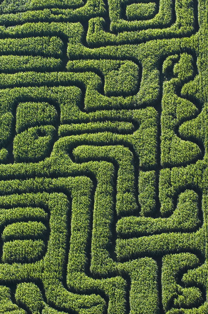 Bi-Zi Farms harvest celebration includes a corn maze.