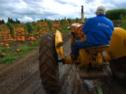 Glenn Tribe of Vancouver operates a 1948 Minneapolis Moline tractor pulling a trailer/wagon full of visitors to the pumpkin patch at Bi-Zi Farms.