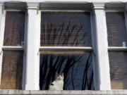 A cat looks through a window in a house in London.