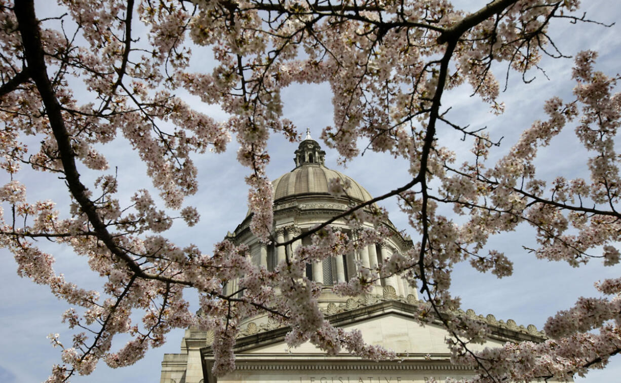 The Legislative Building at the Capitol in Olympia is shown through cherry blossoms on April 10, 2012.