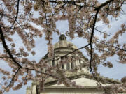 The Legislative Building at the Capitol in Olympia is shown through cherry blossoms on April 10, 2012.