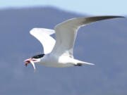 The West Coast's largest colony of Caspian terns nests at the mouth of the Columbia River.