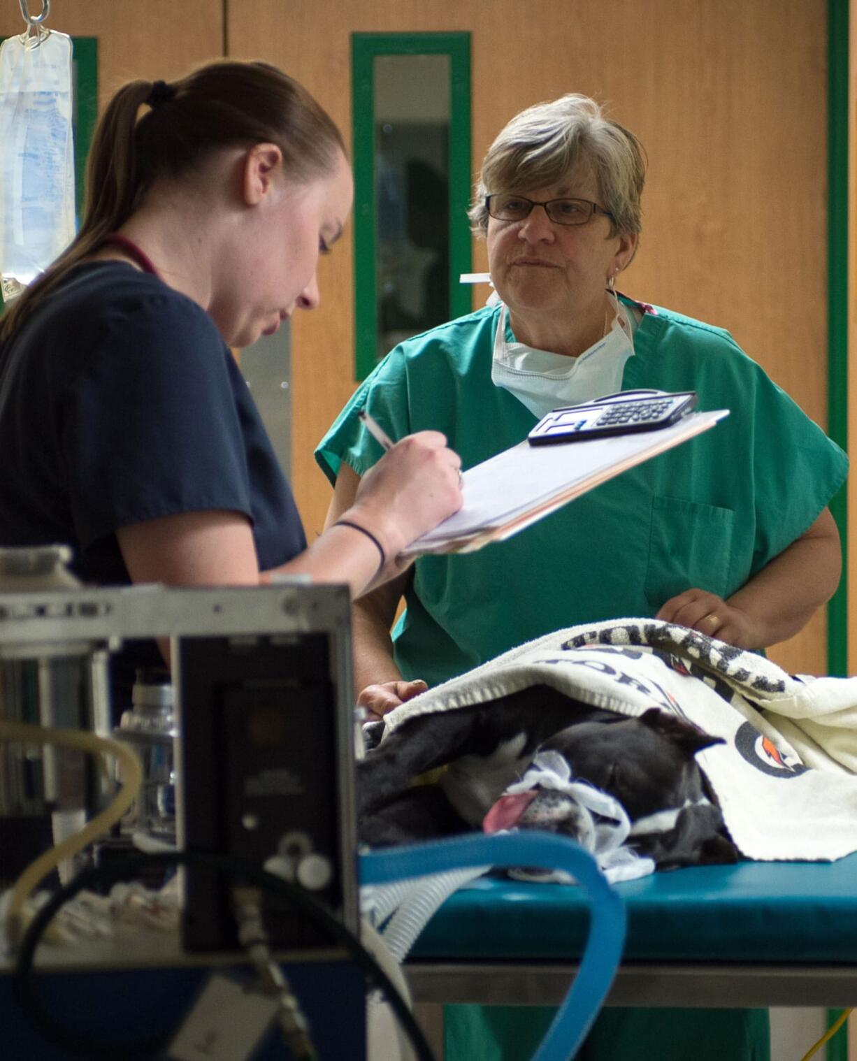 Student and licensed veterinary technician Monica Conklin, left, monitors Mr. Moo under anesthesia before he is moved into the operating room for his cleft palate surgery at Michigan State University&#039;s College of Veterinary Medicine in East Lansing, Mich. A partnership between a children&#039;s hospital and a veterinary school is turning out to be a win-win for canines and kids alike. (G.L.