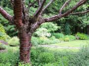 High on my treasured plant list, Prunus serrula Tibetica -- a flowering cherry -- holds an honored position in my front garden.