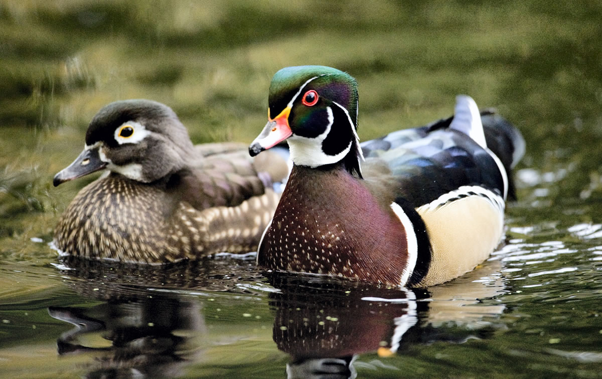 Explore Columbia Springs Environmental Education Center during Family Field Trip Day from 10 a.m. to 2 p.m.