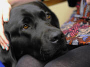 Marshal, the new courthouse facility dog at the Thurston County Courthouse in Olympia, rests his head on somebody&#039;s lap Thursday. The 2-year-old black lab is specially trained to comfort crime victims and begins his duties next month.