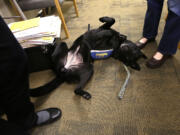 Courthouse dog Molly B rolls around on her back as she seeks attention in the city attorney's office during a presentation there about the use of dogs in courts in Seattle.