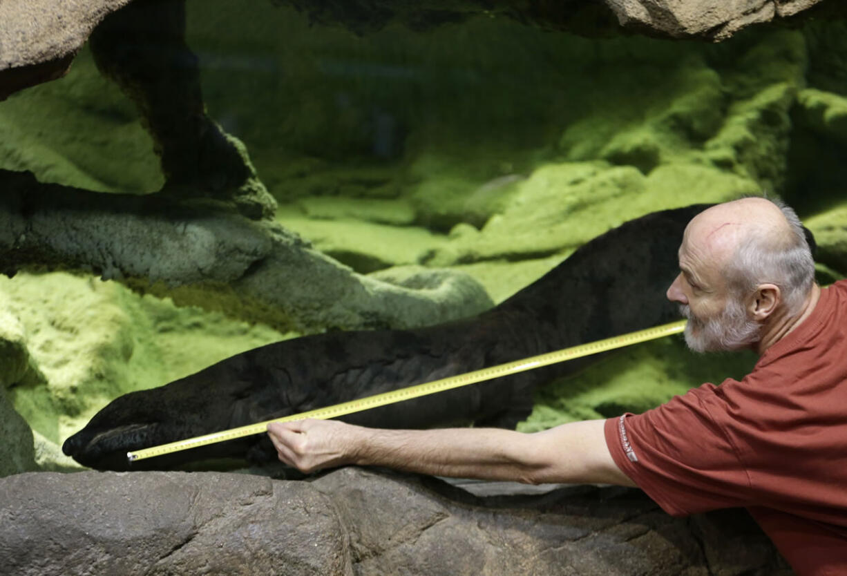 Petr Velensky on Sunday measures the length of Karlo, a Chinese giant salamander, in an aquarium at the zoo in Prague, Czech Republic. Prague Zoo says Karlo, at a little more than 5 feet 2 inches long, is likely the biggest living Chinese giant salamander in the world.