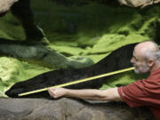 Petr Velensky on Sunday measures the length of Karlo, a Chinese giant salamander, in an aquarium at the zoo in Prague, Czech Republic. Prague Zoo says Karlo, at a little more than 5 feet 2 inches long, is likely the biggest living Chinese giant salamander in the world.