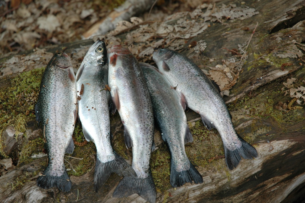 Caught a dozen Rainbow trout on in-line spinners yesterday out of a creek  in NJ. All the Rainbow trout measured between 10-12 inches, (average size  for NJ stocked trout) but it was