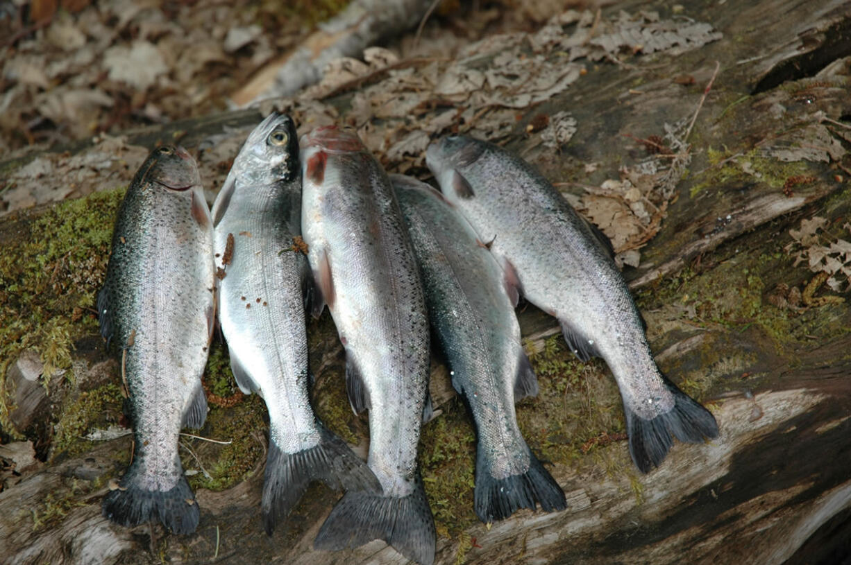 A limit of rainbow trout from Saturday's opener at Swift Reservoir