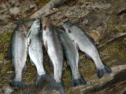 A limit of rainbow trout from Saturday's opener at Swift Reservoir