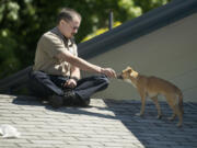 A Chihuahua mix was stranded on the roof of an Orchards area house Monday morning.