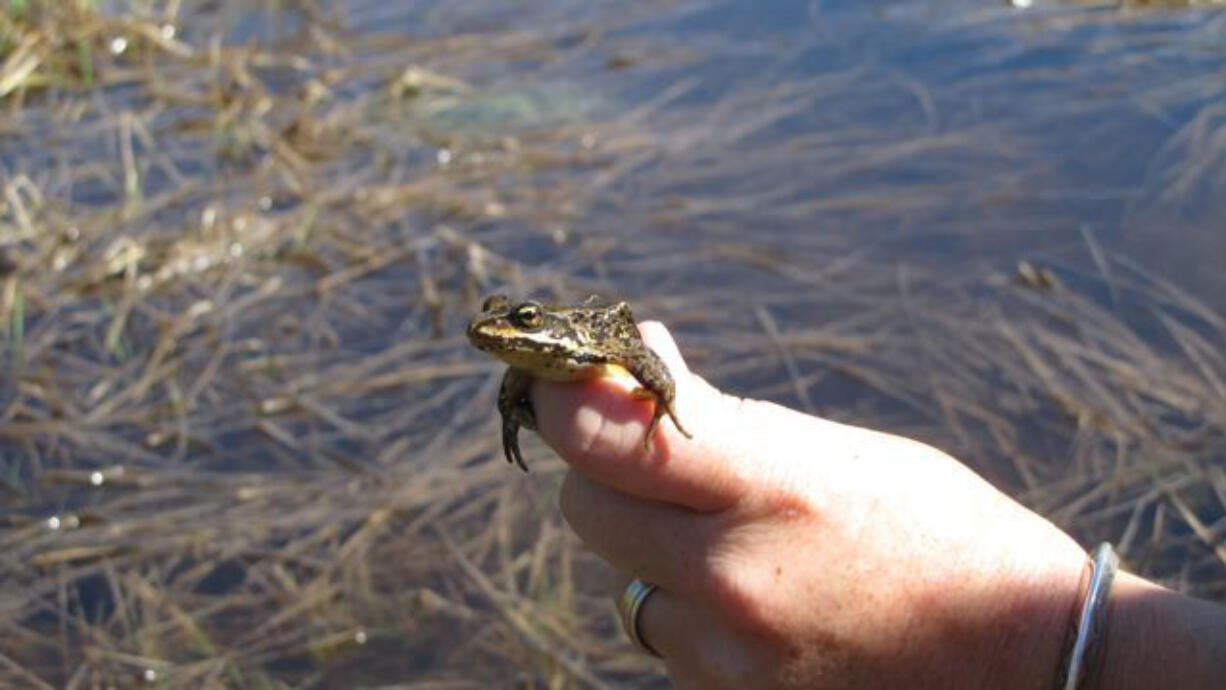 The Cascades frog is only found in the alpine wetlands of the Pacific Northwest, though its range used to extend down to Northern California and up to British Columbia.