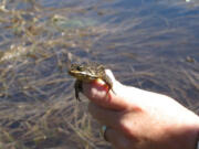 The Cascades frog is only found in the alpine wetlands of the Pacific Northwest, though its range used to extend down to Northern California and up to British Columbia.