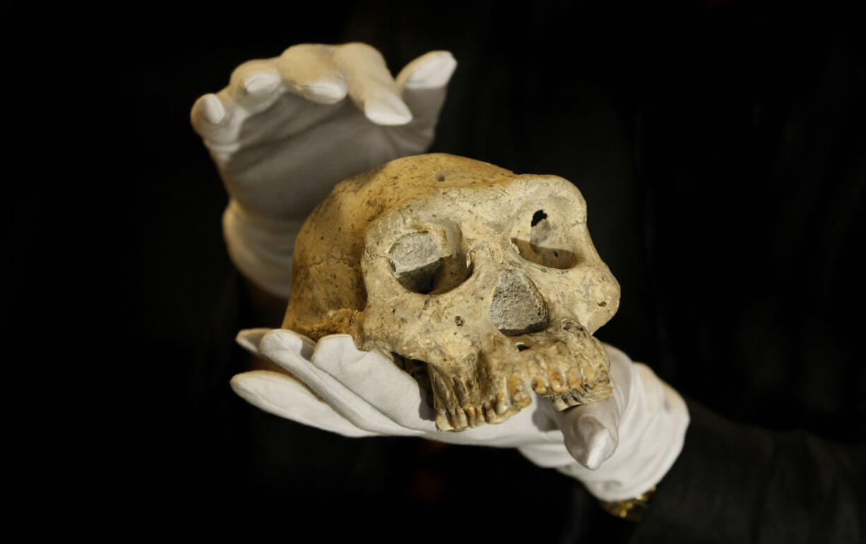 David Lordkipanidze, director of the Georgia National Museum, holds a skull found in 2005 at Dmanisi, Georgia.