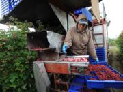 Maria DeGollao sorts raspberries on a berry harvester during the first picking of raspberries on the Ehlers farm Thursday north of Lynden .