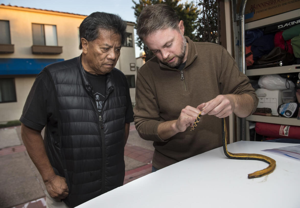 Natural History Museum snake curator Greg Pauly safely examines a venomous snake as Tony Soriano looks on in Huntington Beach, Calif. A dead yellow-bellied sea snake from southern Mexico has been discovered on Bolsa Chica beach, only the third one ever reported in California.