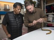 Natural History Museum snake curator Greg Pauly safely examines a venomous snake as Tony Soriano looks on in Huntington Beach, Calif. A dead yellow-bellied sea snake from southern Mexico has been discovered on Bolsa Chica beach, only the third one ever reported in California.