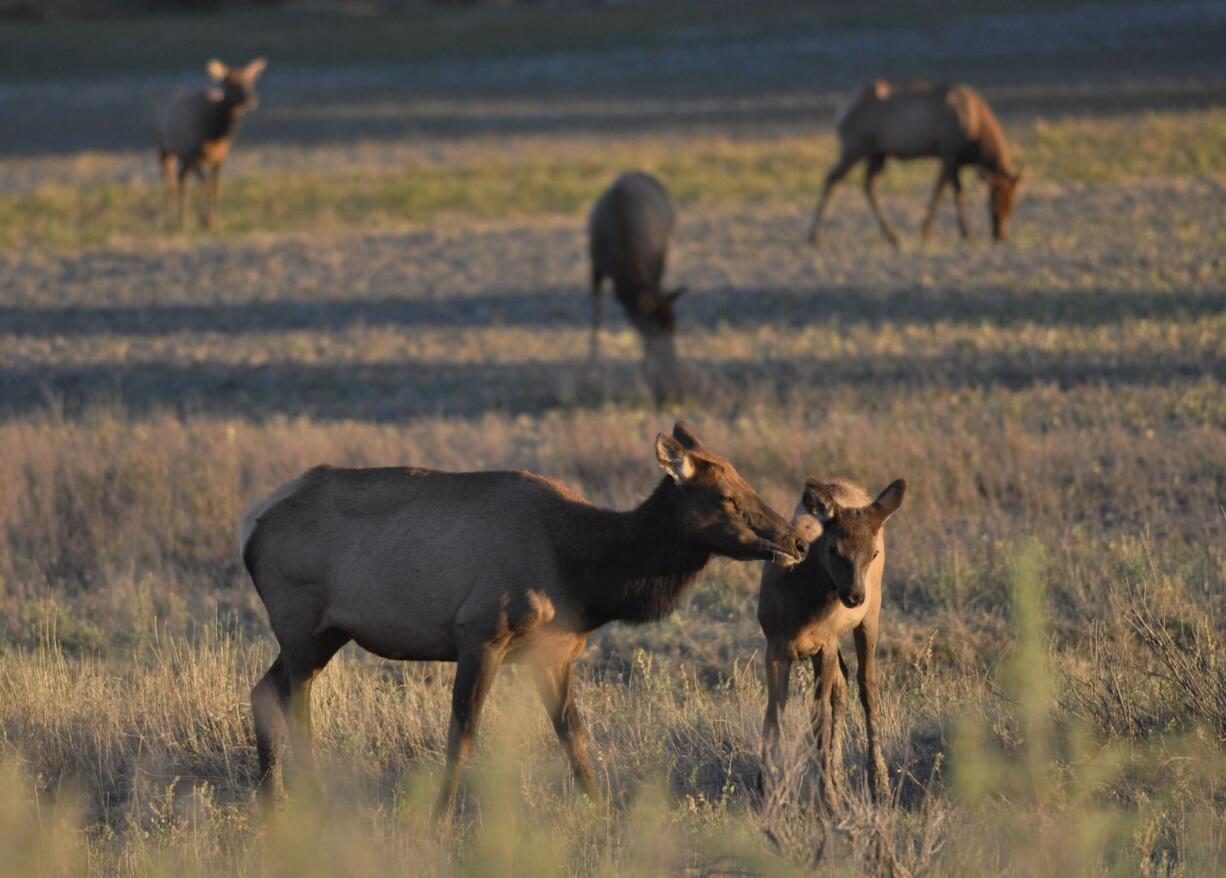 Antlerless elk hunting is about bringing home some fine table fare.