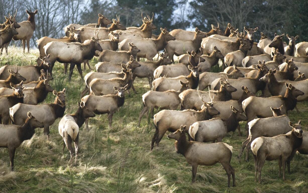 A year ago, sportsmen killed about 850 bull elk in the modern firearms season in Southwest Washington.