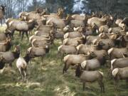 A year ago, sportsmen killed about 850 bull elk in the modern firearms season in Southwest Washington.