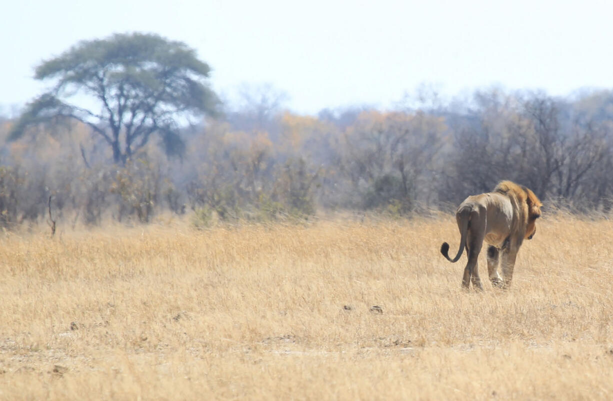 A lion named Tommy roams the Hwange National Park where Cecil the Lion was killed  about 700 kilometres south west  of Harare, Zimbabwe. The Obama administration extended Endangered Species Act protections for two breeds of lions, in response to a large decline in their numbers in Africa over the past two decades.