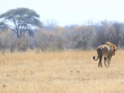 A lion named Tommy roams the Hwange National Park where Cecil the Lion was killed  about 700 kilometres south west  of Harare, Zimbabwe. The Obama administration extended Endangered Species Act protections for two breeds of lions, in response to a large decline in their numbers in Africa over the past two decades.