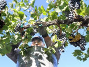 Jesus Godinez of Grandview picks Merlot wine grapes on Thursday at the Klipsun Vineyards on Red Mountain near Benton City.